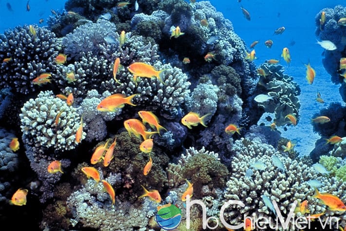 du-lịch-israel-eliat-Gulf-of-Eilat-(Red-Sea)-coral-reefs-711