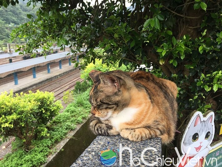 du-lịch-Đài-Loan-tự-túc-cat-on-wall-làng-mèo-Houdong