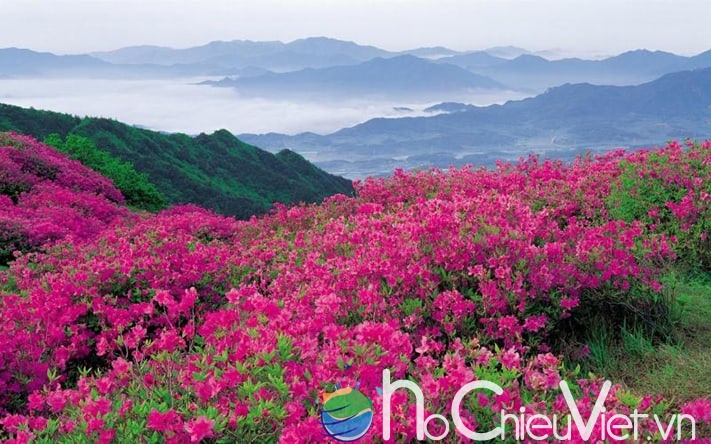 du-lịch-ấn-độ-Valley-of-Flowers-Uttarakhand-711
