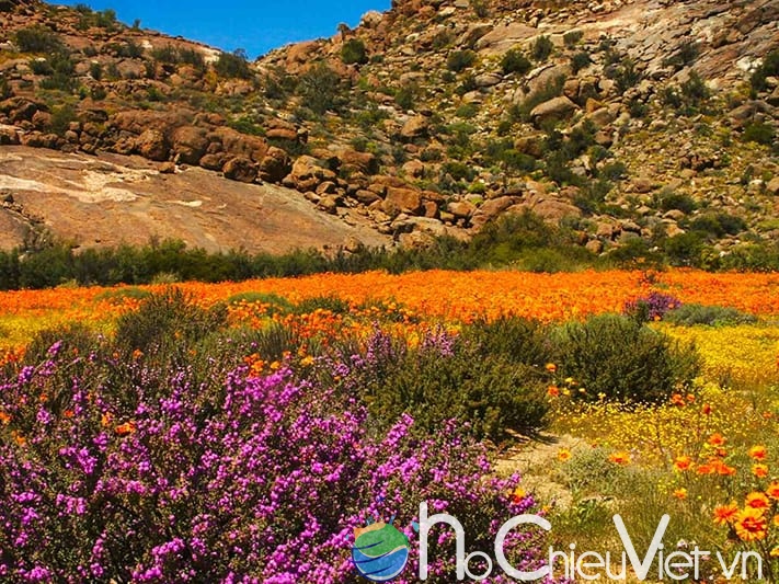 du-lịch-nam-phi-Namaqua-flowers-711